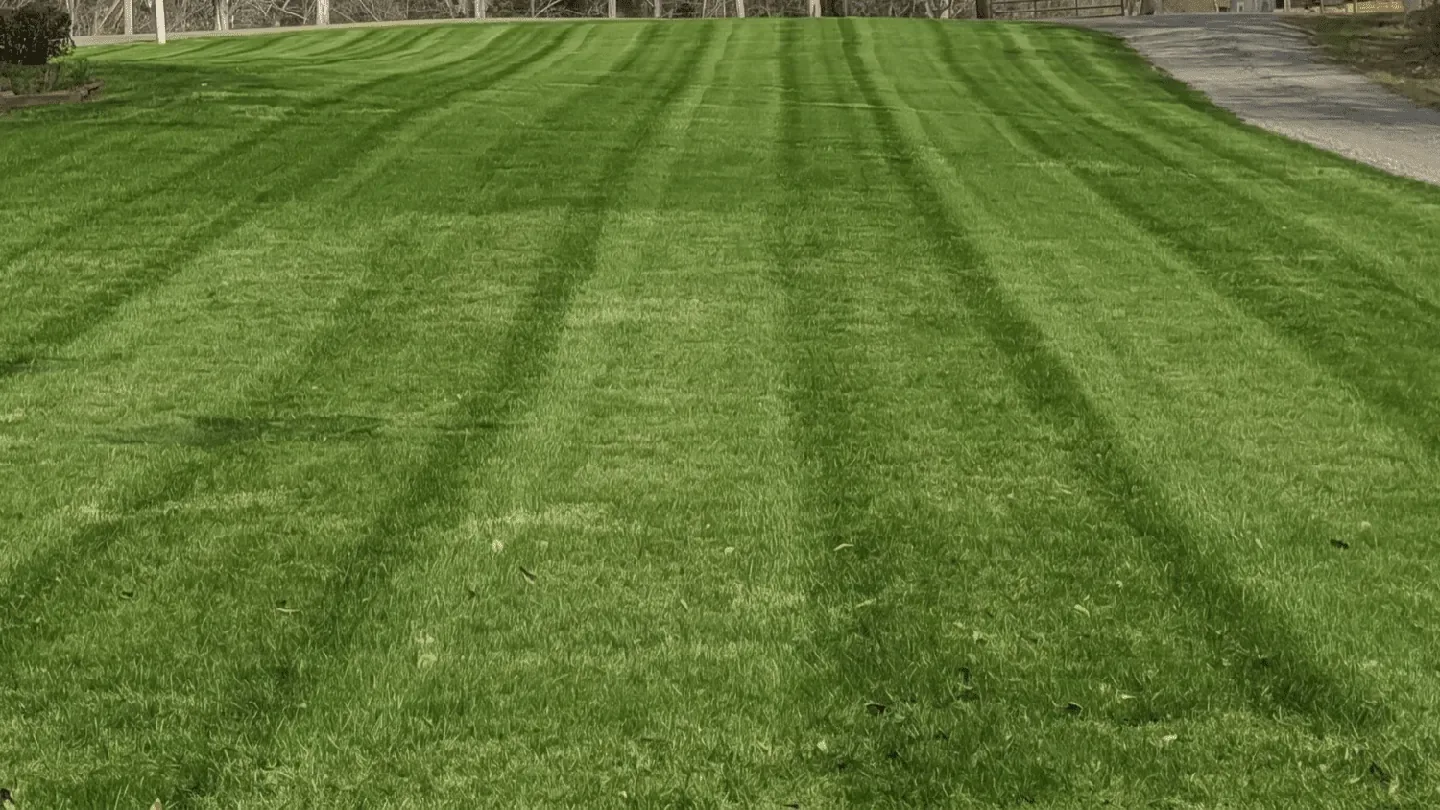 Crisp mowing stripes on a Gilbert Grounds maintained lawn