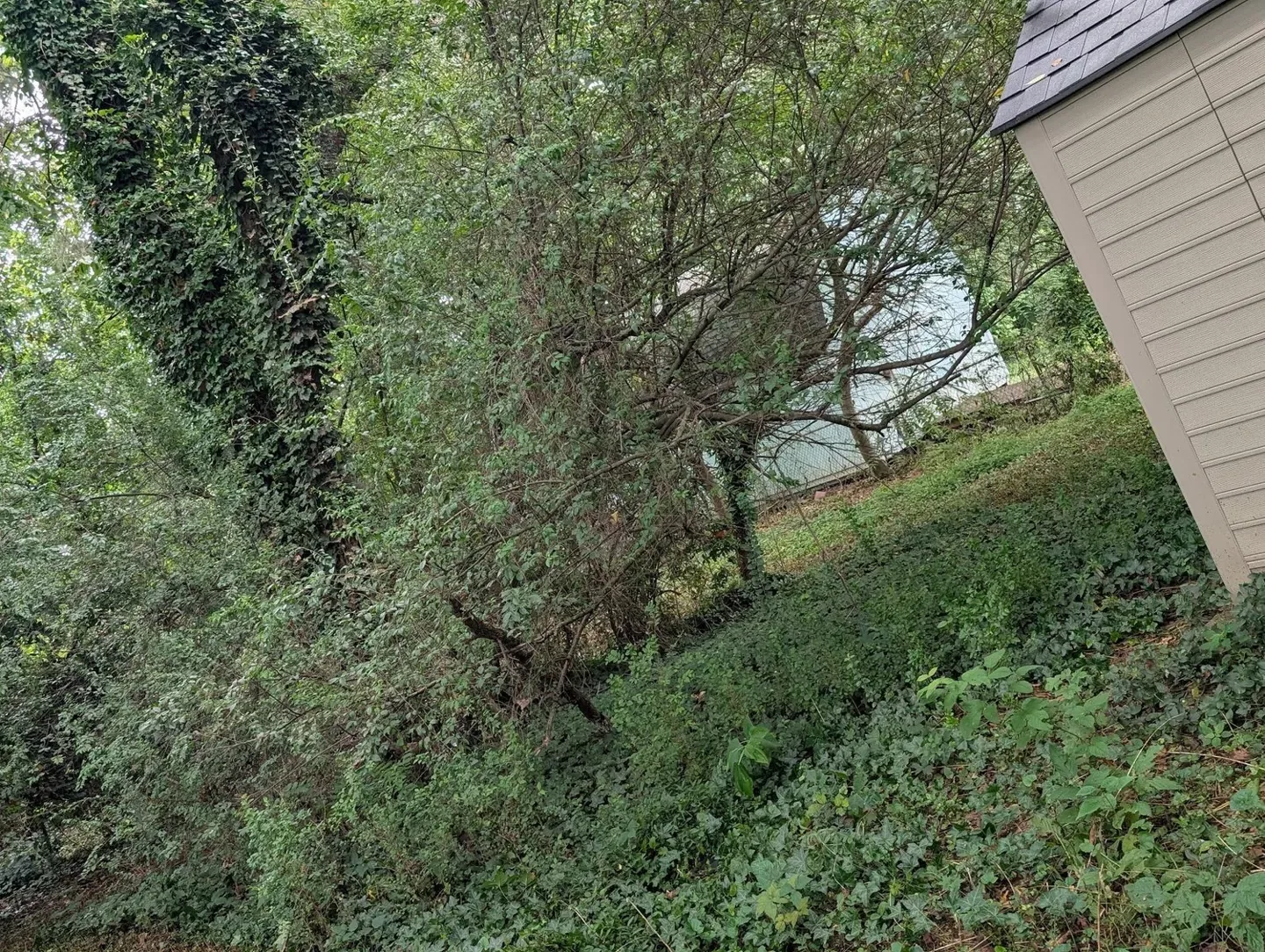 Overgrown trees and shrubs beside a house before trimming.