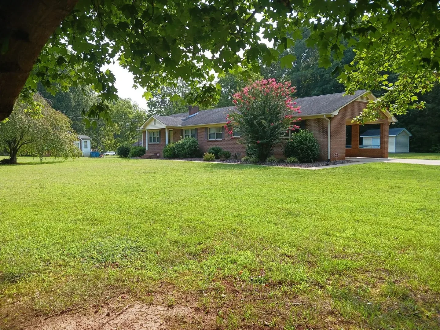 Front lawn and flowering tree before tree and shrub care.