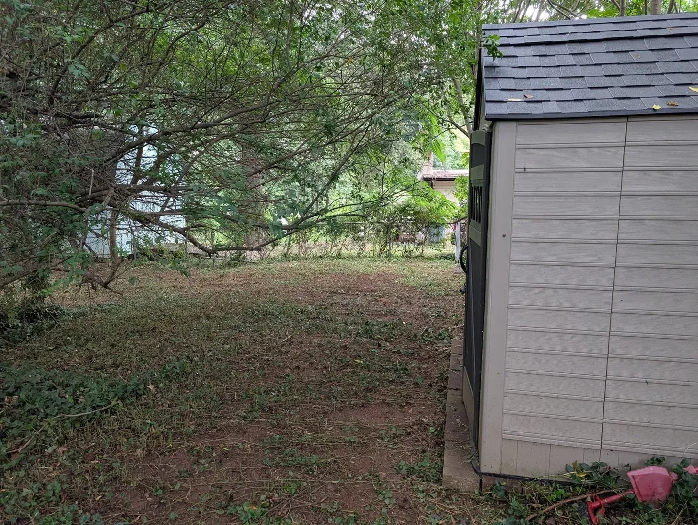 Backyard after vines and overgrowth were removed from trees and shrubs.