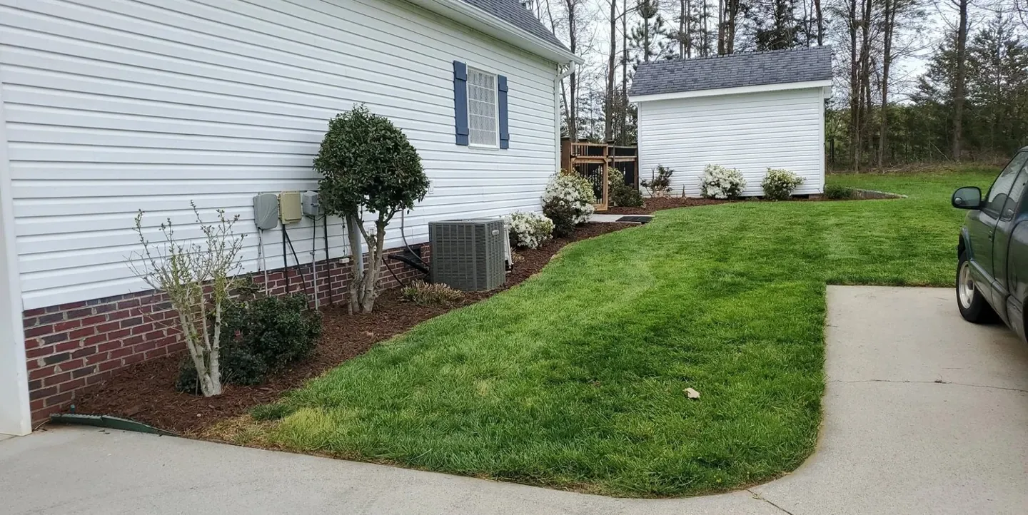 Fresh brown mulch around shrubs beside a white house with blue shutters.