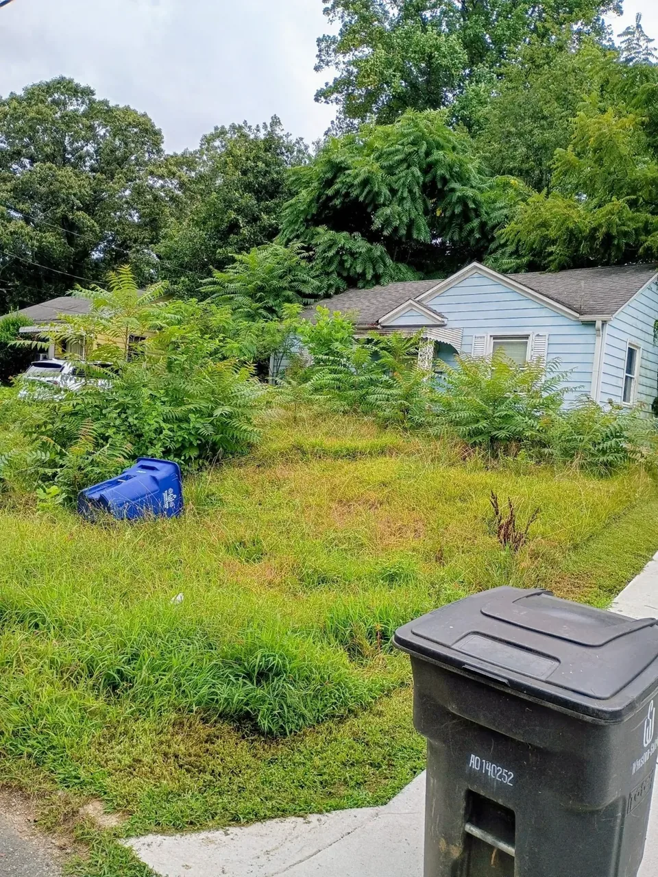 Overgrown front lawn and weeds before property cleanup.